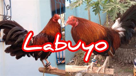 dalusapi manok|DALAWANG DALUSAPI .